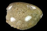 Polished Fossil Coral (Actinocyathus) - Morocco #110562-1